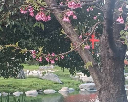 37168 14 El florecimiento del SAKURA