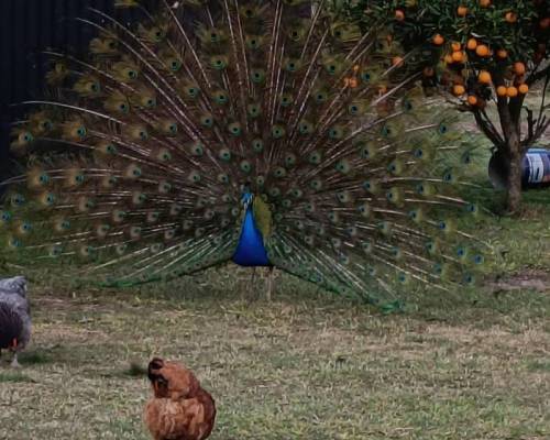 37246 9 DIA DE CAMPO EN CARLOS KEEN