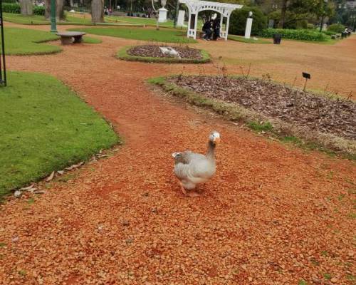 37258 15 Reabrió el patio Andaluz de la Ciudad de Buenos Aires