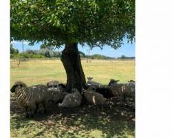 Día de Campo en Carlos Keen!!