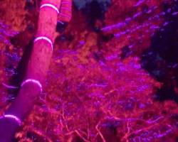 MARAVILLOSA ALICIA EN EL BOTÁNICO