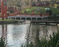 El florecimiento del SAKURA
