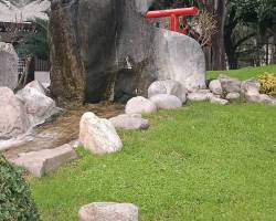 El florecimiento del SAKURA