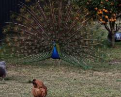 DIA DE CAMPO EN CARLOS KEEN
